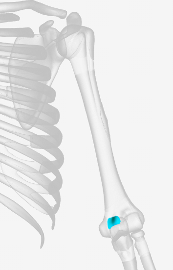 <p>What part of the humerus is this? (left)</p>