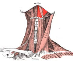 <p><span>EXTRINSIC SUPRAHYOID</span><br><br><span>origin: inner bony ridge of mandible (mylohyoid line)</span><br><br><span>insertion: midline raphe; posterior-most attach to corpus of hyoid</span><br><br><span>innervation: CN V (trigeminal), mylohyoid branch from inferior alveolar nerve</span><br><br><span>function: elevates hyoid, floor of mouth, and tongue; with hyoid in a fixed position, it assists in depressing the mandible</span></p>