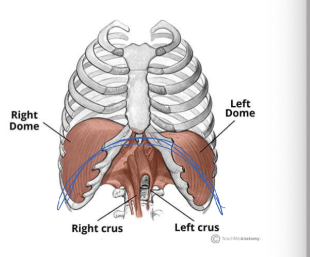 <p><strong>Diaphragm</strong>’s Origin, Insertion, Action, </p>