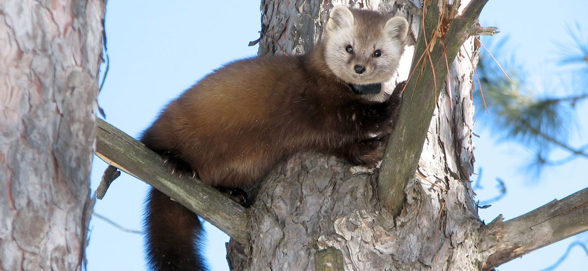 <p>Common Name: American Marten</p>