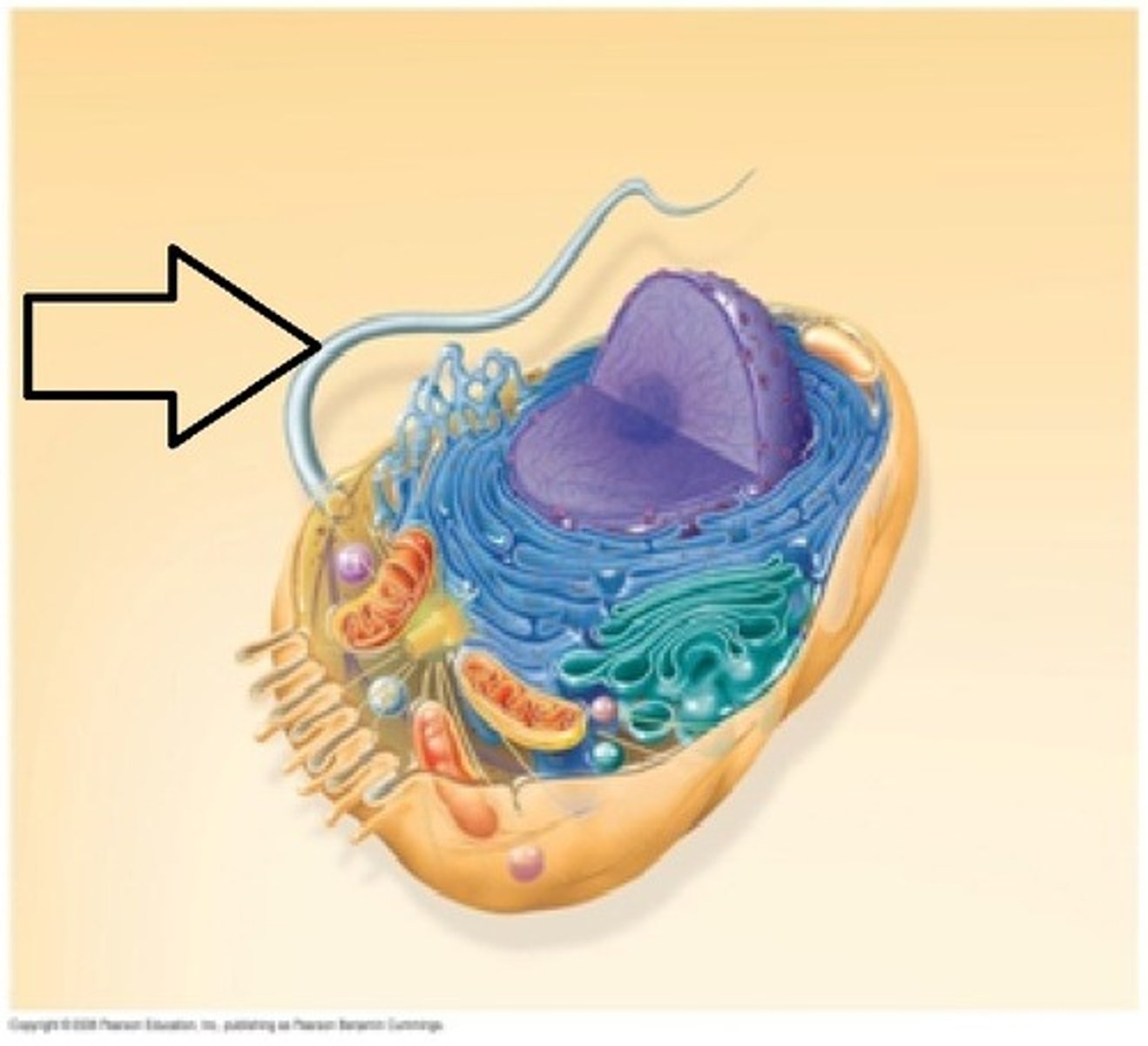 <p>It allows the cell to move</p>