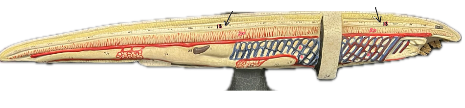 <p>In this model of a lancelet, what is number 18 pointing to?</p>