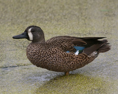 <p>A bird that eats plant material. Associated with a well-developed small intestine capable of cellulose digestion and nutrient absorption; may also be associated with fermentation of coarse material.</p>
