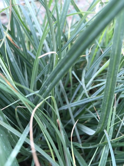 <p>Leaves grey/blue below, green above. PALE ON THE BACCA. Black inflorescence towards end of summer</p>