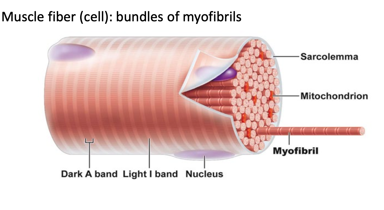 <ul><li><p>Muscle cell = bundles of myofibrils</p></li></ul><p>Muscle fiber → Sarcolemma → myofibril</p><ul><li><p>Myofibril = intracellular proteins</p></li></ul><p></p>