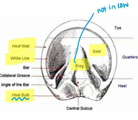<p>Hoof Anatomy </p>