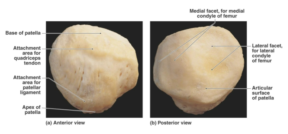 <p><strong>Triangular sesamoid bone</strong> enclosed within the <strong>quadriceps tendon</strong> and commonly called the <strong>kneecap</strong></p><p>Rough convex anterior surface.</p><p><strong>Strengthens </strong>the quadriceps tendon<strong> protects </strong>the anterior knee and <strong>increases </strong>quadriceps contraction force</p>