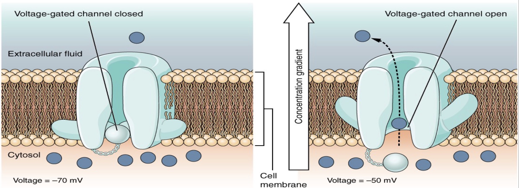 <p>resting membrane potential RMP</p>