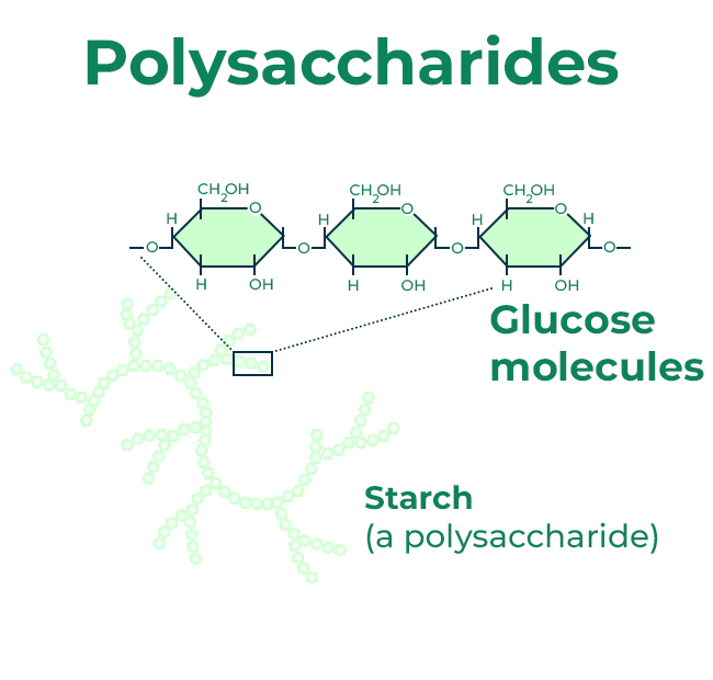 <p>think starch and cellulose. made up of multiple monosaccharides</p>