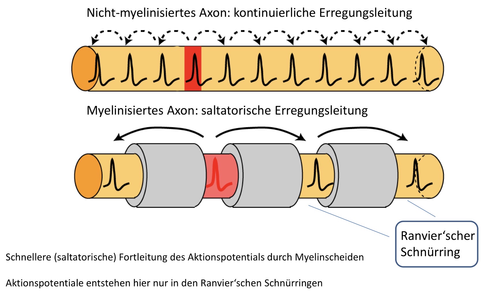 <p><span><span>Nicht-myelinisierte Axone leiten kontinuierlich, weil an jedem Membranabschnitt ein neues Aktionspotential entstehen muss. Myelinisierte Axone leiten saltatorisch, weil die Erregung unter den Myelinscheiden passiv weitergeleitet und nur an den Ranvier’schen Schnürringen aktiv regeneriert wird. Dadurch erfolgt die Weiterleitung deutlich schneller und energieeffizienter.</span></span></p>