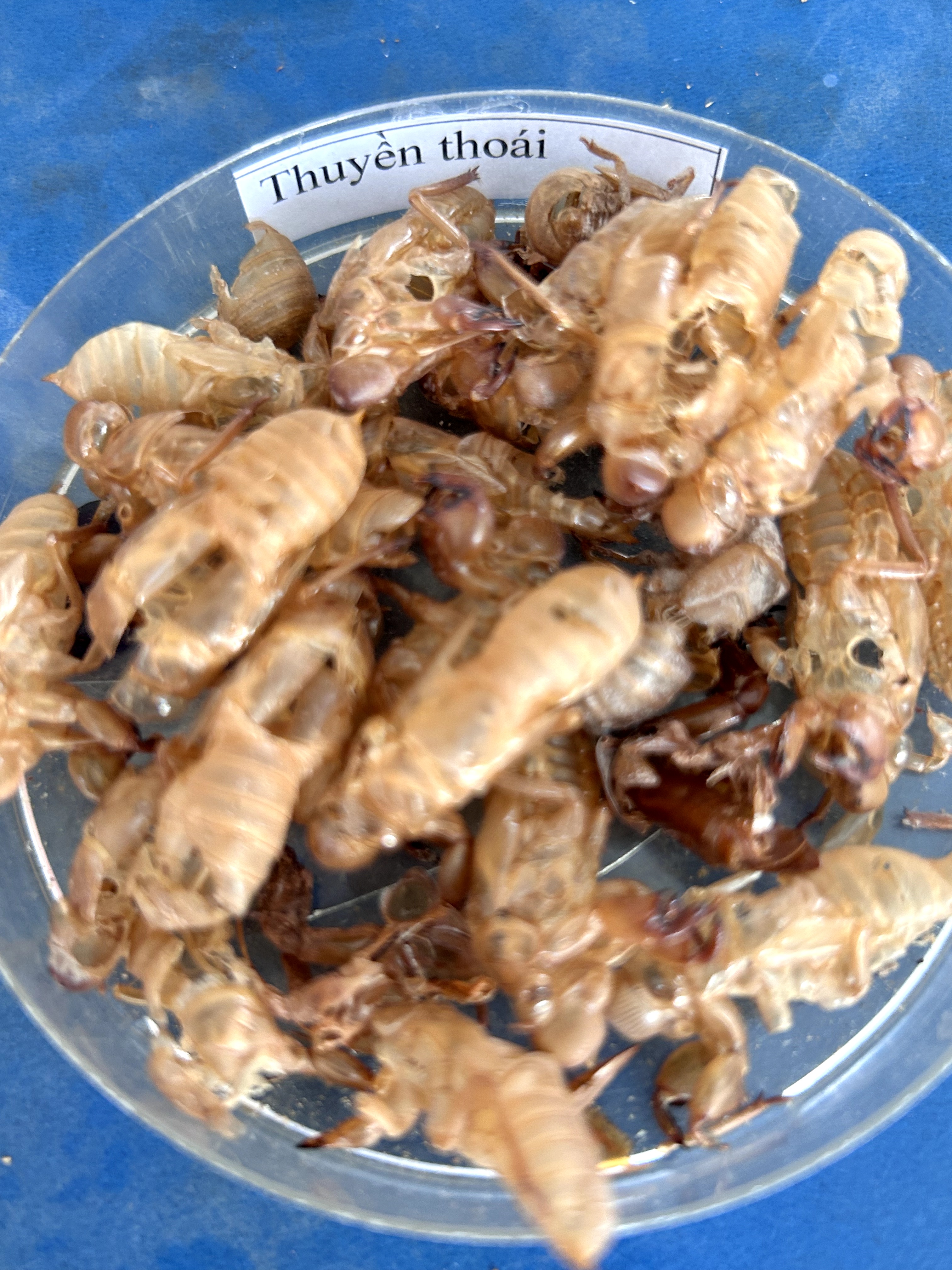 <p>thuyền thoái</p>