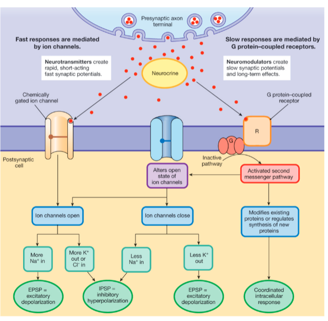 <p>So, what happens when the signal molecule reaches an adjacent neuron or muscle cell?</p>
