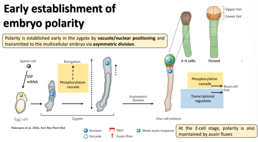 <ul><li><p>the vacuole and nucleus are <strong>asymmetrically </strong>distributed in the early embryo, with an <strong>apical nucleus</strong>, leading to <strong>asymmetric </strong>division</p></li><li><p>this immediately defines the <strong>apical-basal body axis</strong></p></li><li><p>the long <strong>basal </strong>cell (the suspensor) is the <strong>producer </strong>of auxins and supplier of nutrients from the maternal tissue</p></li><li><p>the <strong>apical</strong> cell is the <strong>receiver</strong>, in which auxins trigger <strong>anticlinal </strong>(vertical) and <strong>periclinal </strong>(horizontal) <strong>divisions </strong>to produce the <strong>main embryo body</strong></p></li><li><p>following multiple divisions, the <strong>upper layer </strong>of cells in the <strong>dermatogen </strong>(16-cell) becomes the <strong>source </strong>of auxin</p></li><li><p><strong>phosphorylation cascades</strong> downstream of auxin are responsible for determining<strong> cell fates</strong></p></li></ul><p></p>
