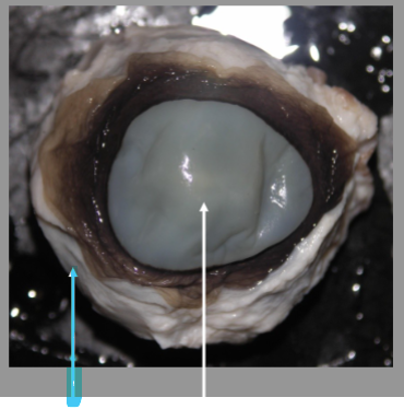 <p>What is the arrow pointing at?</p>