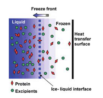 <p><span>This is known as freeze concentration and causes severe stresses to protein stability.</span></p><ul><li><p><span> It has even been shown to cause protein unfolding at the ice: aqueous interface and the aggregation of unfolded proteins,</span></p></li></ul><p></p>