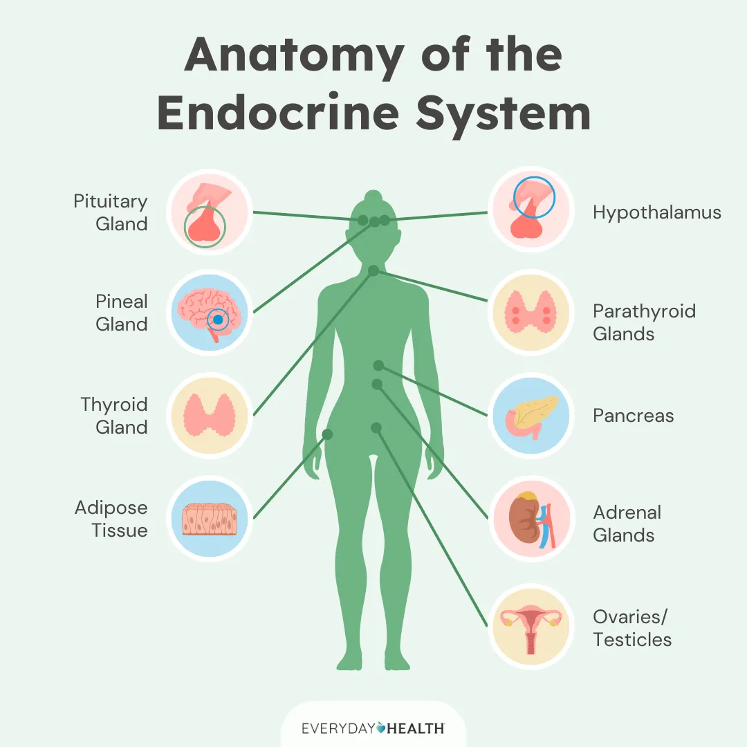 <p>Which anatomical structures are commonly classified as endocrine structures that produce hormones? (Select all that apply.)</p>
