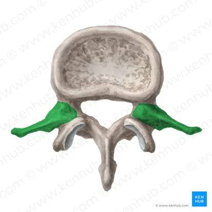 <p>Transverse Articular Processes</p>