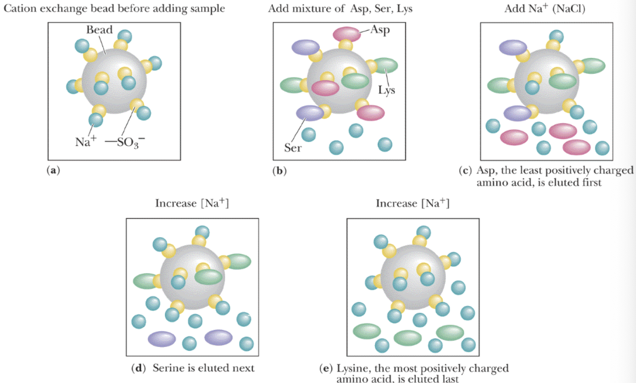<p>In a mixture, increasing Na+ concentrations DISPLACE the amino acids from LEAST positively charged to MOST positively charged</p>