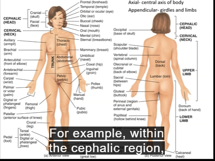 <p>smaller, specific point or area on the body’s surface </p><p>for example, the parts that make up the cephalic region </p><p></p>