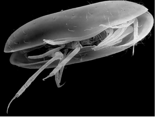 <p>Subphylum: Crustacea</p><p>All aquatic environments</p><p>Benthic and planktonic</p><p>Bivalved carapace of calcite</p><p>Weak segmentation</p><p>Cambrian - Recent (541-0 Ma)</p>