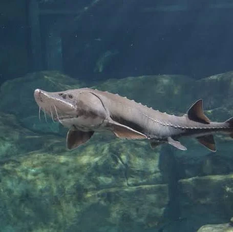 <p><span>Huso fulvescens</span><br><span>• SHOVEL-SHAPED SNOUT<br>• LARGE, FLESHY BARBELS<br>• BONY PLATES (SCUTES) ON HEAD, BACK, AND SIDE<br>• LISTED AS A STATE ENDANGERED SPECIES</span></p>