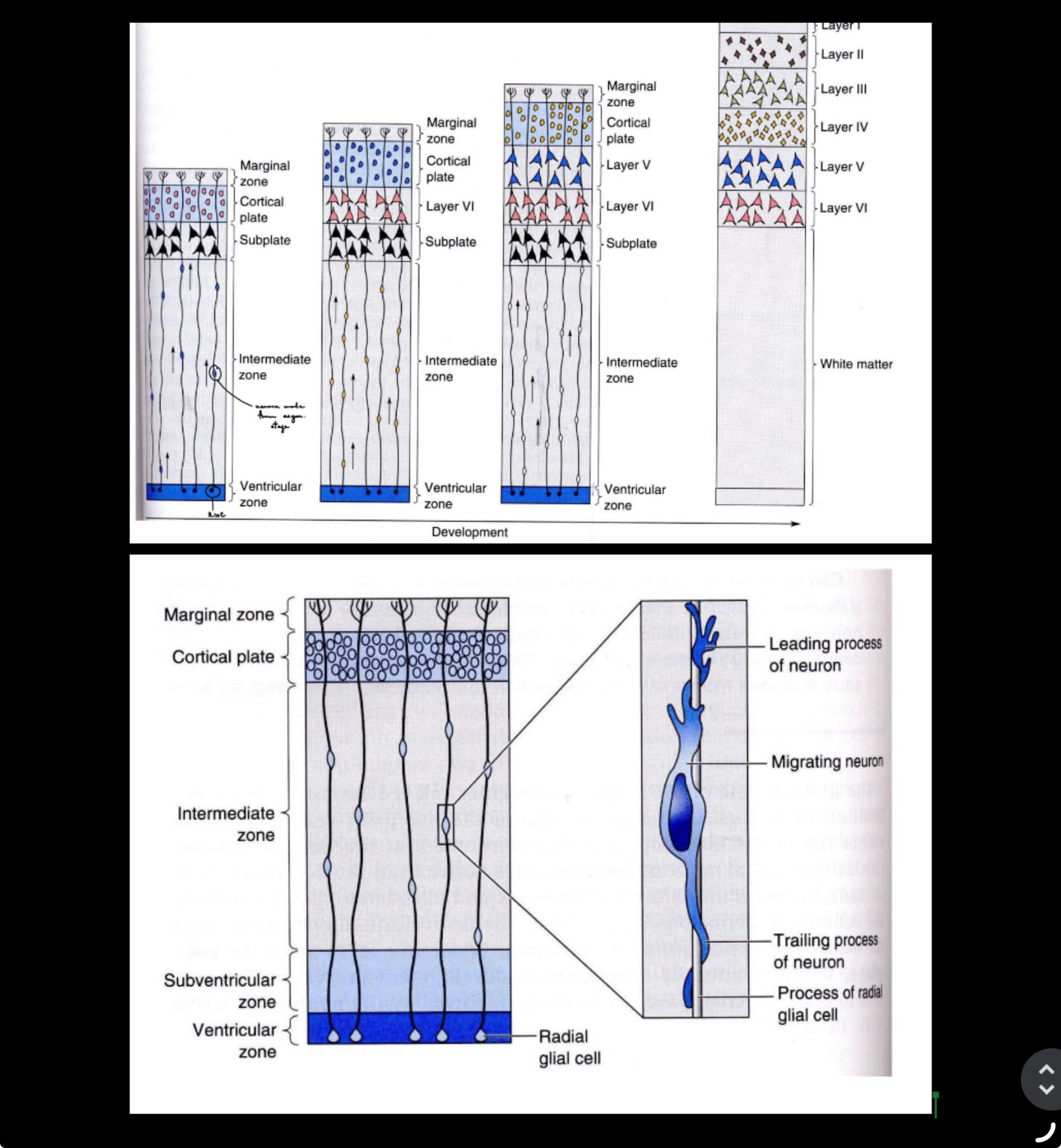 <p>inside-out manner, where oldest neurons are the deepest / closest to ventricular end (apical surface)</p><ul><li><p>b/c the more recent neurons migrate past the earlier born neurons to reach the cortical plate</p></li></ul><p><u>migrating neurons OFTEN will move up the RGC</u> towards the cortical plate at pial end</p><p>__</p><p>true</p>
