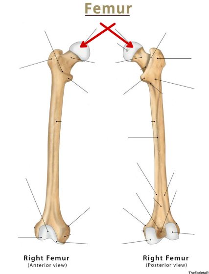 <p>Femur</p>
