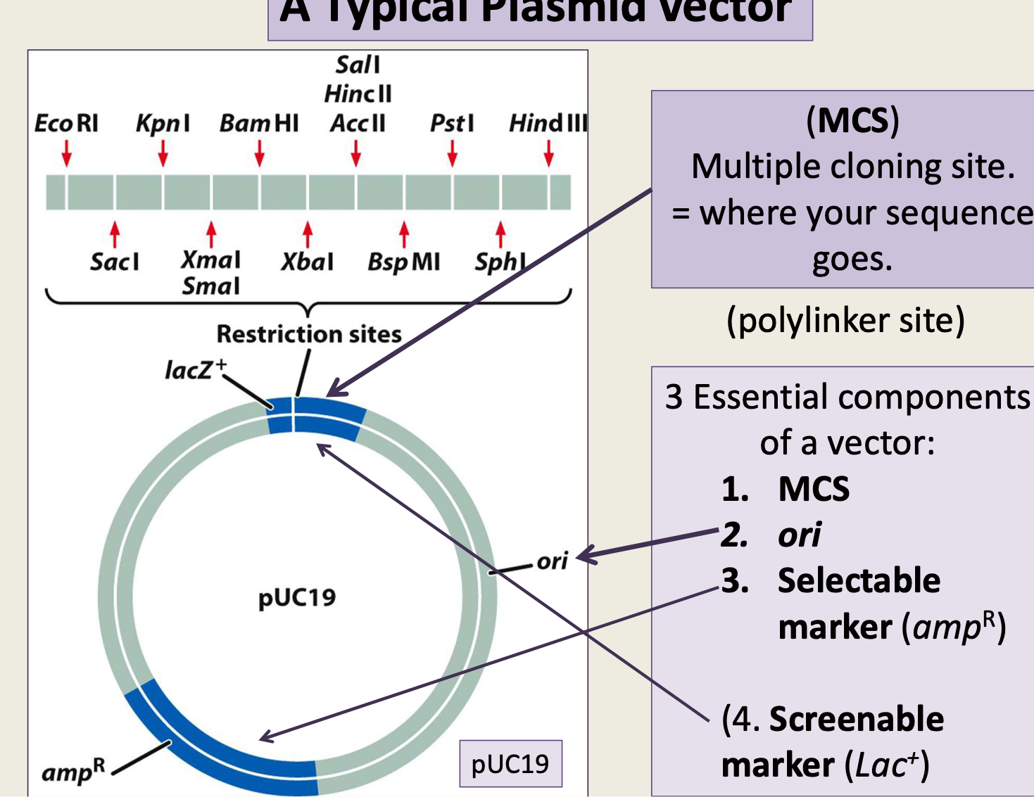 <ul><li><p>Multiple Cloning Site </p></li><li><p> it is where your target sequence/ the foreign DNA goes </p></li></ul><p></p>