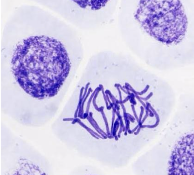 <p>metaphase</p>