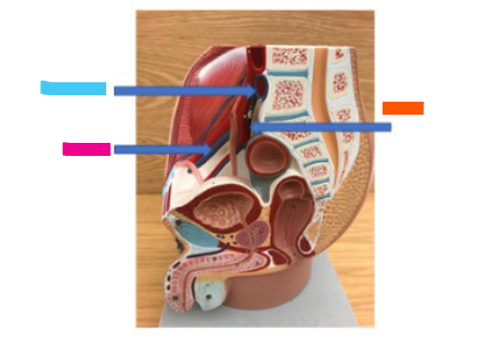 <p>What is the pink arrow?</p>