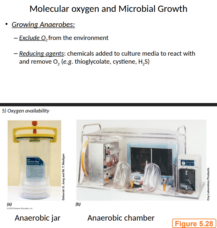 <p>O2 (e.g. thioglycolate, cystiene, H2 S)</p>
