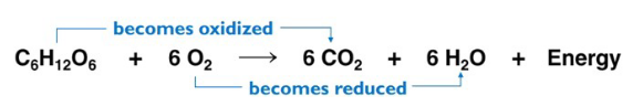 <p>Cellular respiration.</p>