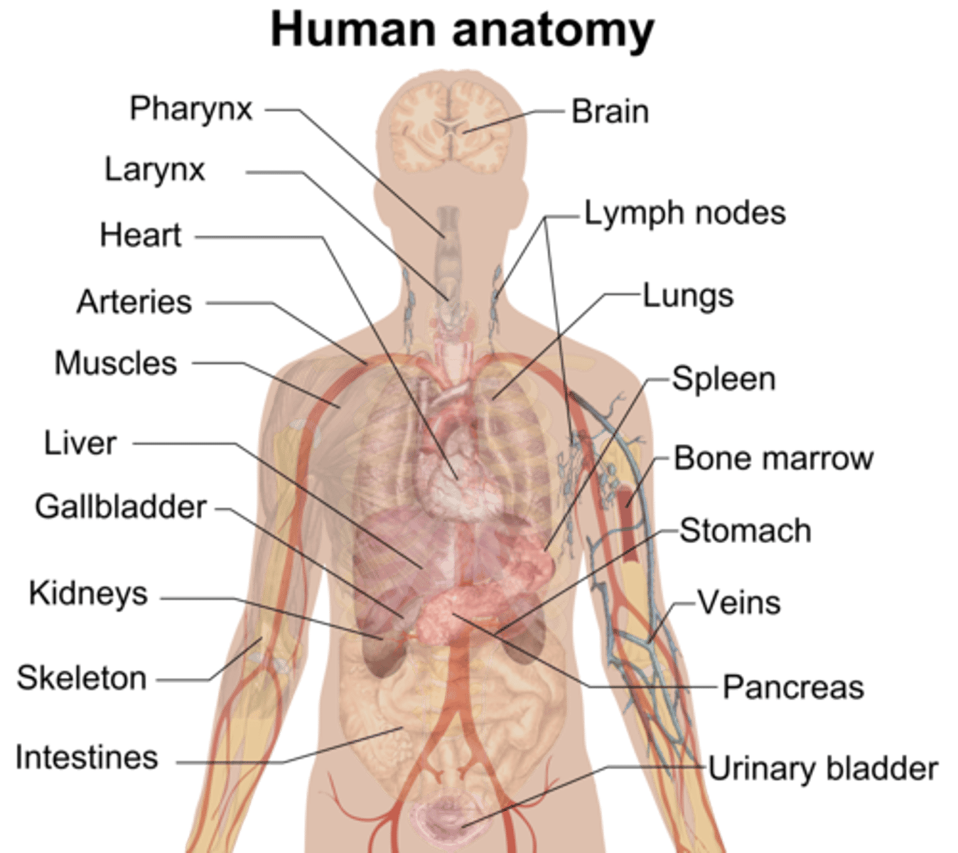 <p>The study of the physical structures of the body and its components</p>