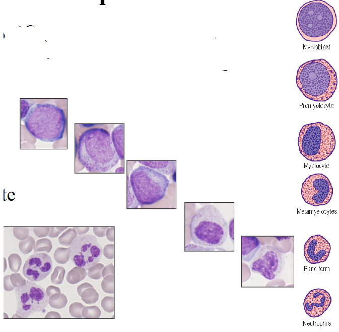 <p>- 40 - 75% of WBC (absolute count = 2.5 - 7.5 x109/L)</p><p>- Develop from primitive myeloblast in BM</p><p>- Myeloblast</p><p>- Promyelocyte</p><p>- Myelocyte</p><p>- Metamyelocyte</p><p>- Band form</p><p>- Neutrophil</p><p>.</p><p>- exam wont ask you to remember the intermediate stages and names of the cells, but you do need to remember the process goin from primitive blast through to the mature neutrophil, takes about 7 days and derived from CD34+ haematopoietic stem cell under the influence of GCSF</p>