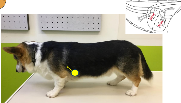 <ul><li><p>Apex of heart</p><ul><li><p>under armpit</p></li></ul></li><li><p>left side of chest - cranially/ventrally</p></li></ul><p></p>