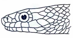 <p>What type of snake has this head?</p>