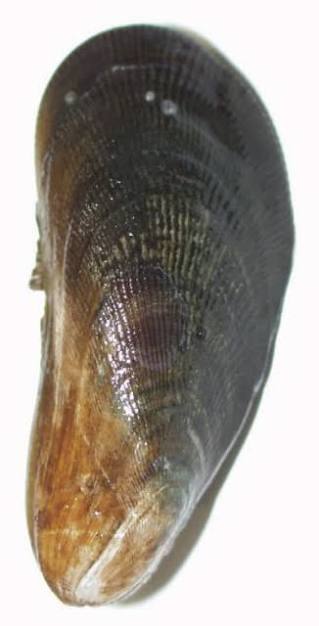 <p>What is the common name and scientific name of this organism </p>