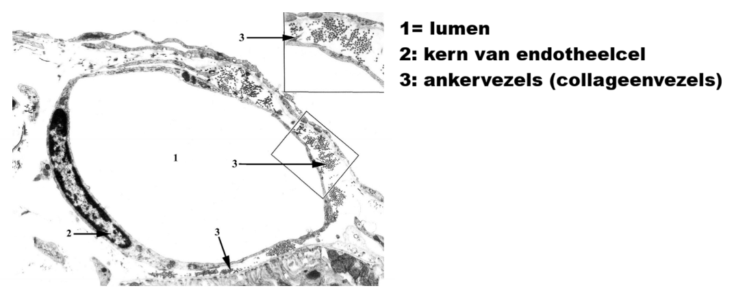 <p>Structuur</p>