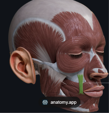<p>Id muscle</p>
