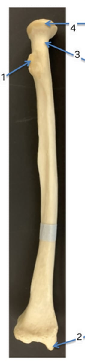 <p>1</p>
