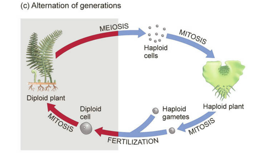 <ul><li><p>“The oscillation between haploid (gametophyte) and diploid (sporophyte) phases”</p></li><li><p>Fertilization and meiosis are the transitions between generations</p></li><li><p>Sporophyte is 2n which produces spores whilst gametophyte is n which produces gametes</p></li><li><p>All plants do this</p></li><li><p>Bryophytes (mosses/liverworts) are gametophyte dominant</p></li><li><p>All other land plants clades are sporophyte dominant</p></li></ul><p></p>
