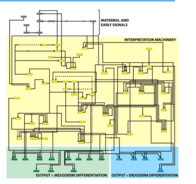 <p>Combinations of regulatory circuits in eukaryotic cells to create exceedingly complex regulatory networks</p><ul><li><p>can construct artificial circuits and examine behavior in cells</p></li><li><p>“synthetic biology”</p></li></ul><p></p>