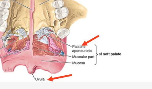 <ul><li><p>movable post 1/3 of palate &amp; is suspended from post border of hard palate</p></li><li><p>palatine aponeurosis </p><ul><li><p>attaches to post edge of hard palate</p></li><li><p>blends w/ post muscular part of soft</p></li><li><p>structural support</p></li></ul></li><li><p>uvula</p><ul><li><p>conical process hanging from free margin of post soft palate</p></li></ul></li></ul><p></p>