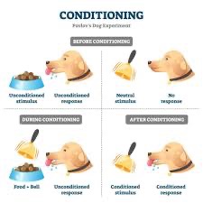 <p>Pavlov classically conditioned dogs to salivate at the sound of a bell. </p><p></p>