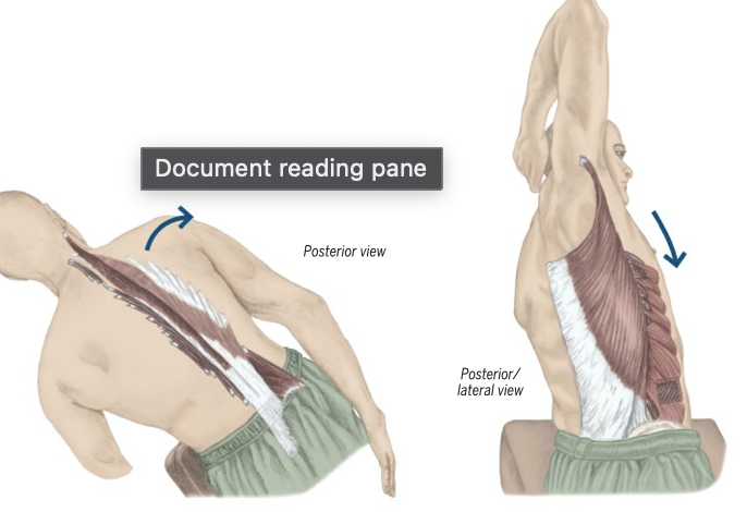 <p>Trunk Lateral Flexion</p>
