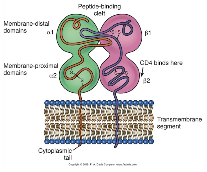 <p>two non-covalently bound polypeptides</p><p>Alpha and beta chains</p><ul><li><p><u>both</u><strong> </strong>inserted into membrane by cytoplasmic tails</p></li><li><p>a1 and b1 regions form peptide binding site → deeper than Class I, longer peptides</p></li></ul><p></p>