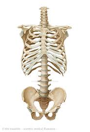 <p>The central part of the body connecting the head, arms, and legs together.</p>