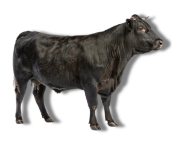 <ul><li><p>beef type</p></li><li><p>Scotland</p></li><li><p>Black coat, marble meat, polled</p></li></ul><p></p>