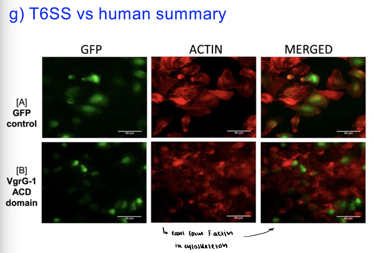 <p>Human T6SS interactions : via VgrG-1 toxin</p>