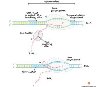 <p>• Rho- dependent or independent termination.</p><p>• Rho – factor or G-C hairpin</p><p>• RNA polymerase reads through a “termination sequence”</p><p>• This cause the RNA polymerase to dissociate from the DNA.</p><p>• The RNA is immediately ready for translation….boom</p>